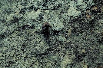 HAFERKORNSCHNECKE