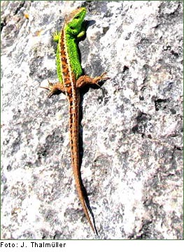 ZAUNEIDECHSE