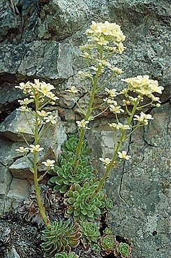 TRAUBENSTEINBRECH