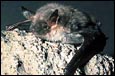 Zwergfledermaus