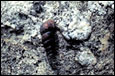Haferkornschnecke