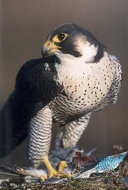 WANDERFALKE