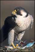 Wanderfalke
