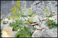 Österreichische Rauke