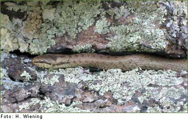 SCHLINGNATTER