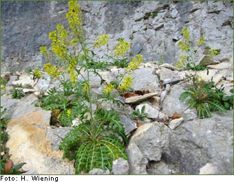 ÖSTERREICHISCHE RAUKE