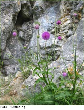 ALPENDISTEL