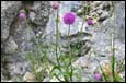 Alpendistel 