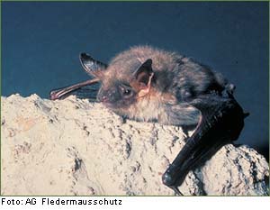 ZWERGFLEDERMAUS